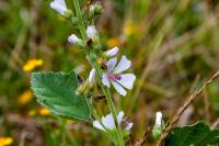 Althaea officinalis
