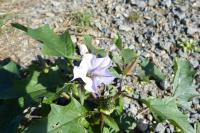 Datura stramonium