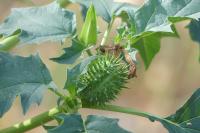 Datura stramonium