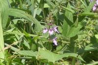 Stachys palustris