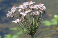Butomus umbellatus