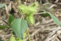 Xanthium orientale