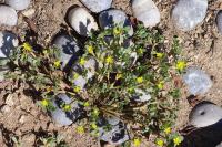 Portulaca oleracea