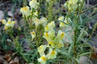 Linaria vulgaris