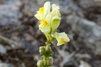 Linaria vulgaris