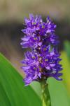 Pontederia cordata