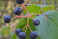 Cornus sanguinea