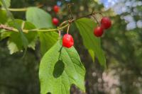 Viburnum opulus