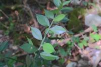Ruscus aculeatus