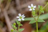 Stellaria aquatica