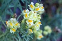Linaria vulgaris