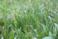 Carex panicea