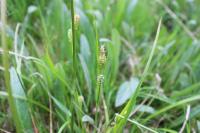 Carex hirta