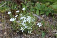 Arenaria montana