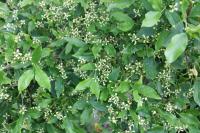 Euonymus europaeus