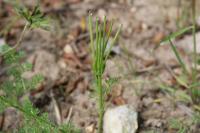 Scandix pecten-veneris