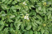 Nasturtium officinale
