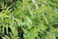 Berula erecta
