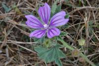 Malva sylvestris