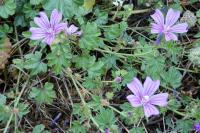 Malva sylvestris