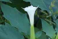 Datura stramonium