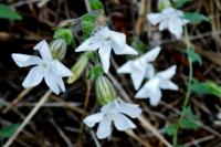 Silene latifolia