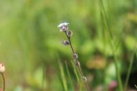 Myosotis ramosissima