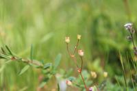 Saxifraga tridactylites