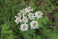 Heracleum sphondylium