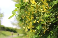 Laburnum anagyroides