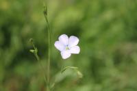 Linum usitatissimum subsp. angustifolium