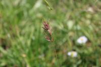 Poa bulbosa