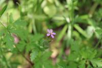 Geranium purpureum