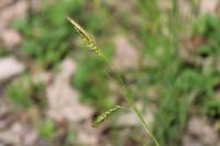 Carex sylvatica
