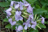 Saponaria officinalis
