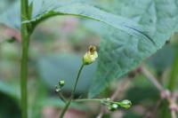 Scrophularia nodosa