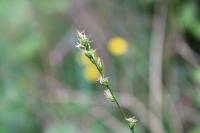 Carex divulsa