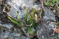 Asplenium trichomanes