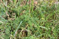 Seseli montanum
