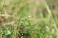Sabulina tenuifolia