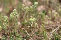 Alyssum alyssoides