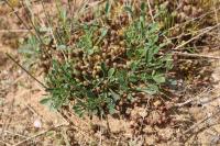Silene otites