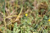Medicago minima