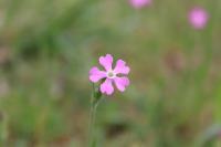 Silene conica