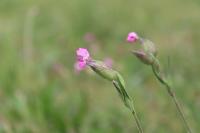 Silene conica