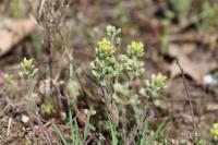 Alyssum alyssoides