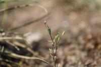 Sabulina tenuifolia