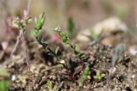 Arenaria serpyllifolia
