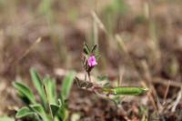 Vicia lathyroides