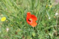 Papaver dubium